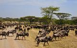 TANZANIA - Serengeti National Park - Migrazione Gnu - 05